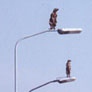 8 stokstaartjes voor Tiel
